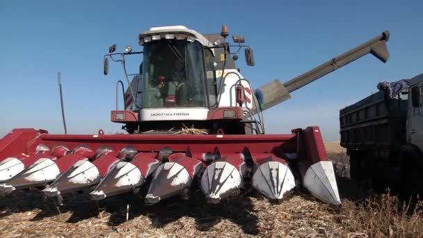 Colheitadeira a granel de grão de milho colhido no caminhão — Vídeo de Stock