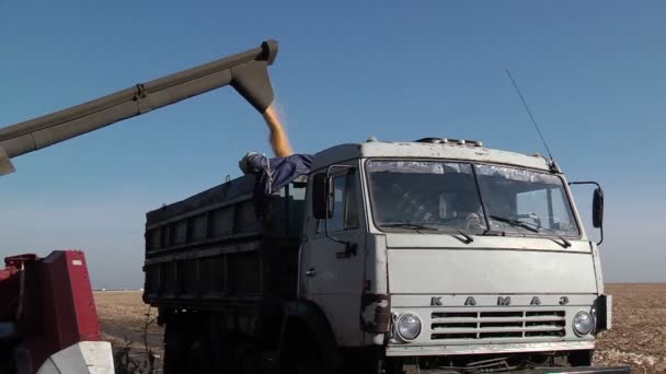 Harvester bulk van geoogste maïs graan in de truck — Stockvideo