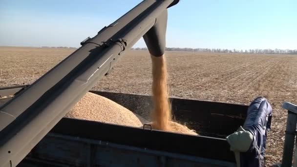 Harvester bulk van geoogste maïs graan in de truck — Stockvideo