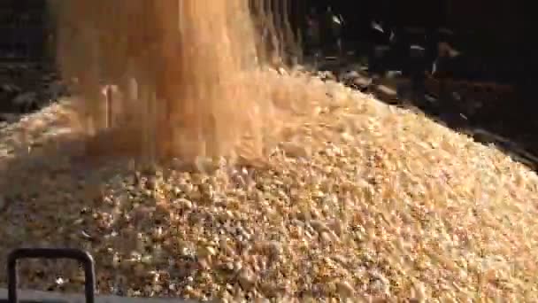 Mähdrescher Großteil des geernteten Maiskorns im LKW — Stockvideo
