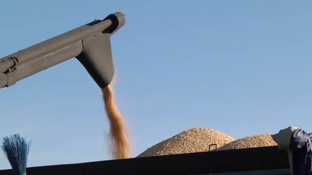 Récolter la majeure partie du grain de maïs récolté dans le camion — Video