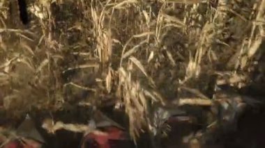 Bir birleştirme bir olgun Mısır alan, kabin görünümünden hasat