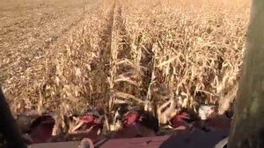 Bir birleştirme bir olgun Mısır alan, kabin görünümünden hasat