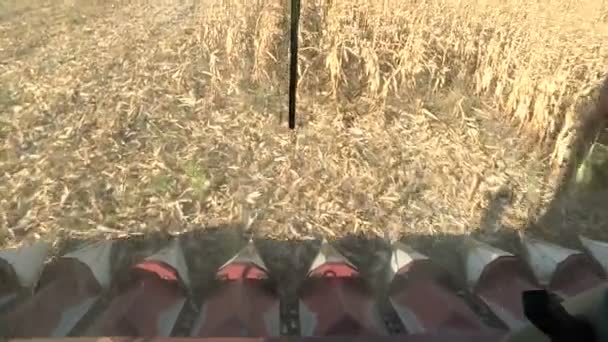 Una cosechadora cosecha un campo de maíz maduro, la vista desde la cabina — Vídeos de Stock