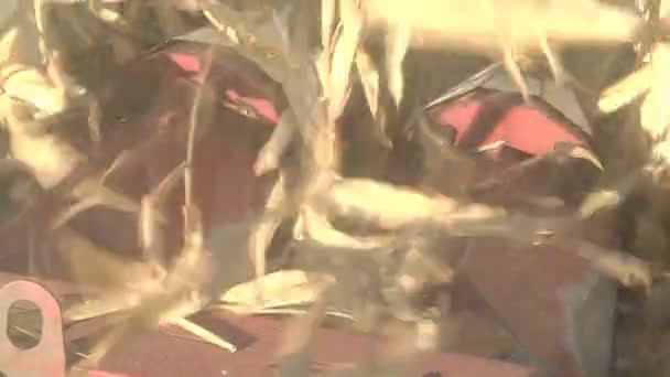 En kombinera skördar ett moget majsfält, vyn från stugan — Stockvideo