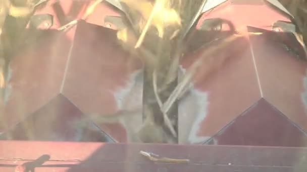 联合收割机收获成熟的玉米地, 从机舱的景色 — 图库视频影像