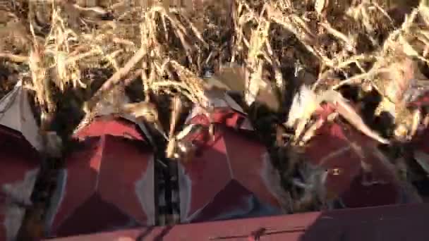 Een combineren oogsten een rijpe maïsveld, het uitzicht vanuit de cabine — Stockvideo