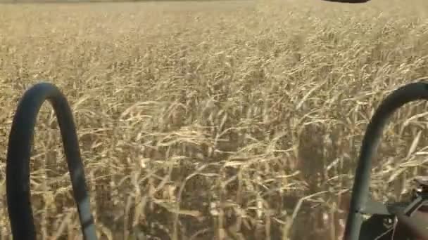 Une moissonneuse batteuse récolte un champ de maïs mûr, la vue depuis la cabane — Video