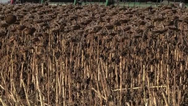 Panorama Campo Girasoles Las Cosechadoras Pie Una Fila — Vídeo de stock