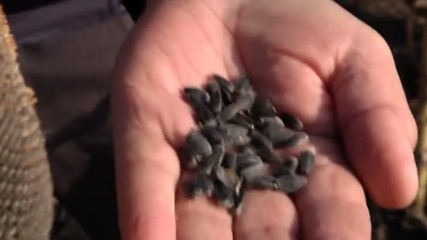 Sunflower seeds on male hand close-up — Stock Video