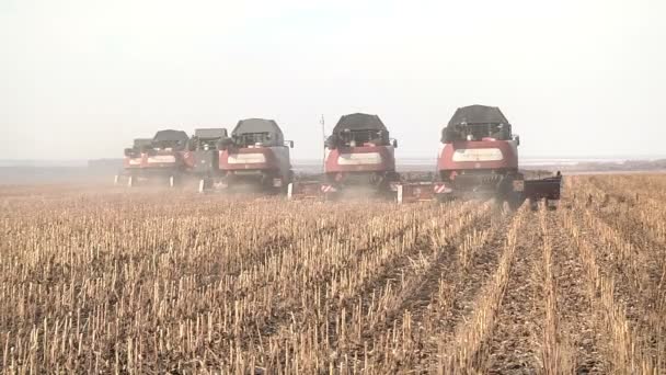 Combinaisons sont dans une rangée et récolter tournesol mûr — Video