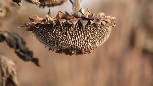 Reife Sonnenblumen auf dem Feld — Stockvideo