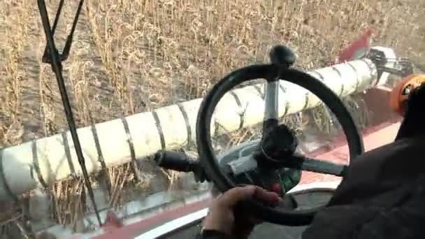 Combines are in a row and reaping ripe sunflower — Stock Video