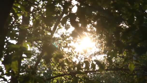 La lumière du soleil coule à travers les feuilles 