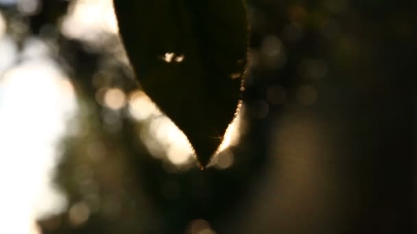 Сонячне світло тече крізь листя — стокове відео