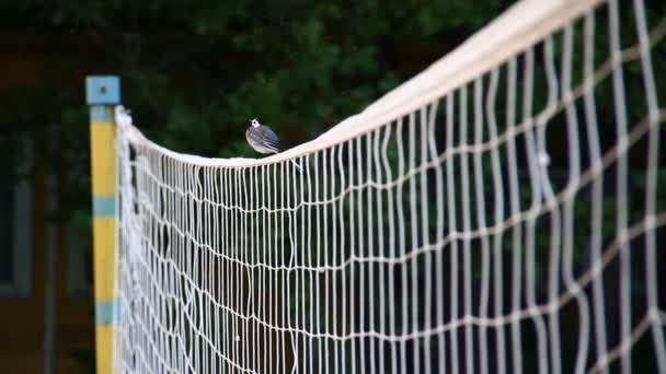 A Wagtail is sitting on the volleyball net — Stock Video
