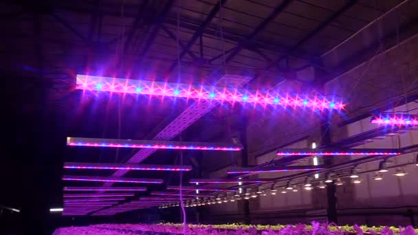 Uprawy roślin przez Aquaponics w specjalnych lampach — Wideo stockowe