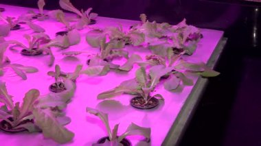 Özel lambalar altında Aquaponics tarafından büyüyen bitkiler