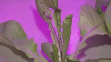 Özel lambalar altında Aquaponics tarafından büyüyen bitkiler