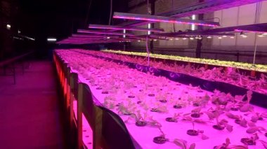 Özel lambalar altında Aquaponics tarafından büyüyen bitkiler