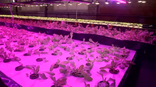 Growing plants by aquaponics under special lamps — Stock Video
