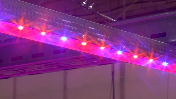 Het kweken van installaties door Aquaponics onder speciale lampen — Stockvideo