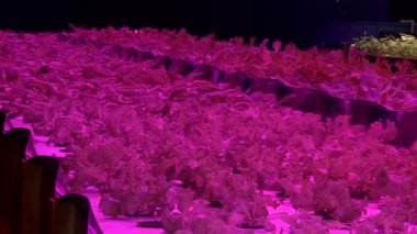 Özel lambalar altında Aquaponics tarafından büyüyen bitkiler