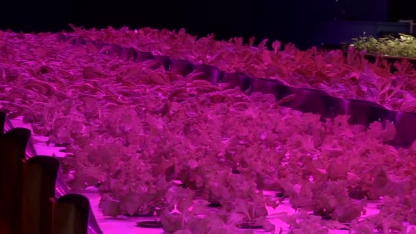 Het kweken van installaties door Aquaponics onder speciale lampen — Stockvideo