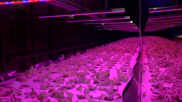 Özel lambalar altında Aquaponics tarafından büyüyen bitkiler — Stok video