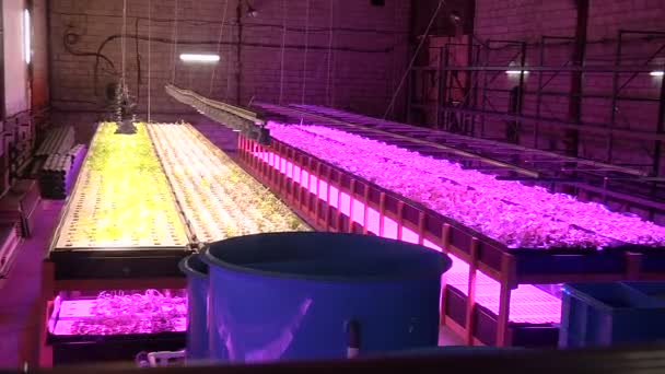 Özel lambalar altında Aquaponics tarafından büyüyen bitkiler — Stok video