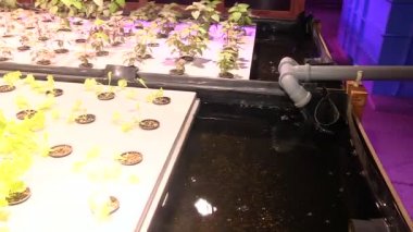 Özel lambalar altında Aquaponics tarafından büyüyen bitkiler