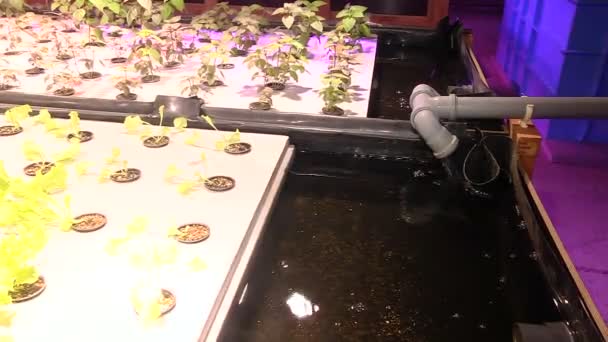 Растения по аквапонике под специальными лампами — стоковое видео
