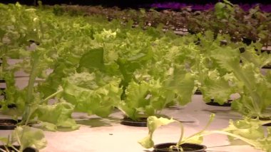 Özel lambalar altında Aquaponics tarafından büyüyen bitkiler
