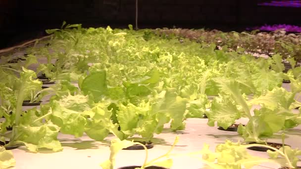 Het kweken van installaties door Aquaponics onder speciale lampen — Stockvideo