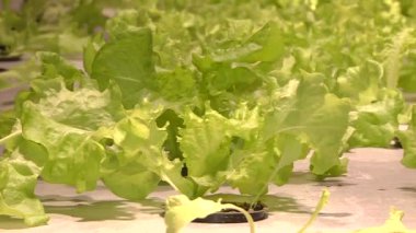 Özel lambalar altında Aquaponics tarafından büyüyen bitkiler