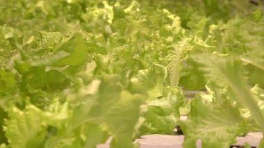 Özel lambalar altında Aquaponics tarafından büyüyen bitkiler