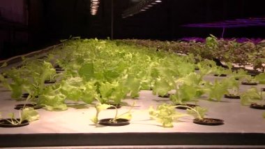 Özel lambalar altında Aquaponics tarafından büyüyen bitkiler