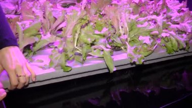 Özel lambalar altında Aquaponics tarafından büyüyen bitkiler