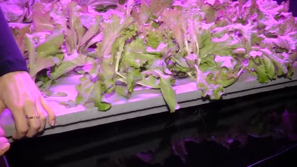 Pflanzen durch Aquaponik unter speziellen Lampen anbauen — Stockvideo