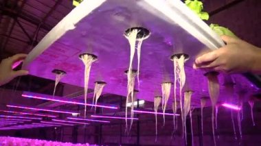 Özel lambalar altında Aquaponics tarafından büyüyen bitkiler