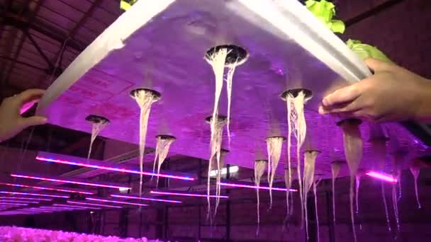 Plantas de cultivo por acuaponías bajo lámparas especiales — Vídeo de stock