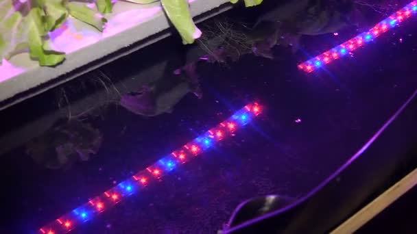 Özel lambalar altında Aquaponics tarafından büyüyen bitkiler — Stok video