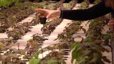 Özel lambalar altında Aquaponics tarafından büyüyen bitkiler