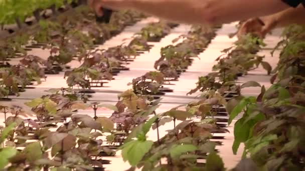 在特殊灯具下利用水产养殖技术种植植物 — 图库视频影像