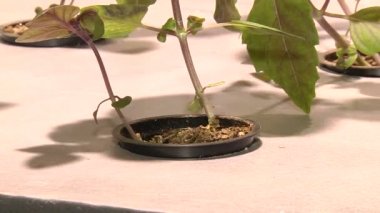 Özel lambalar altında Aquaponics tarafından büyüyen bitkiler