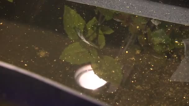 Pěstební rostliny v aquaponách pod zvláštními svítilnami — Stock video