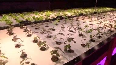 Özel lambalar altında Aquaponics tarafından büyüyen bitkiler