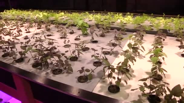 Plantas de cultivo por acuaponías bajo lámparas especiales — Vídeo de stock