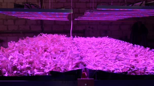 Growing plants by aquaponics under special lamps — Stock Video