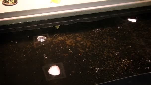 Het kweken van installaties door Aquaponics onder speciale lampen — Stockvideo